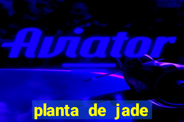 planta de jade significado espiritual